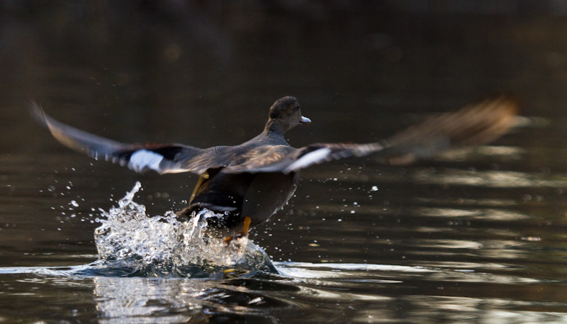 Gadwall Taking Flight